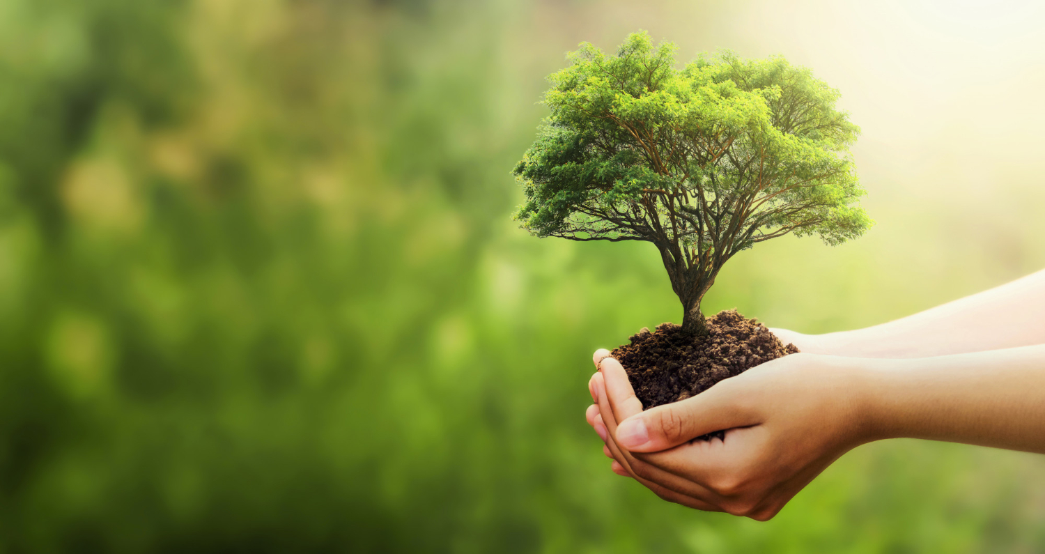 hand-holding-tree-blur-green-nature
